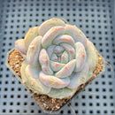 Echeveria 'Purple Look' 2" Succulent Plant