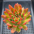 Echeveria sp. 2"-3" Succulent Plant