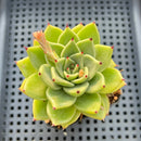 Echeveria 'Sarabony' 3" Succulent Plant