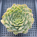 Echeveria 'Hearts Choice' 2" Succulent Plant