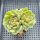 Echeveria 'Geumjak' 2"-3" Succulent Plant