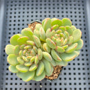 Echeveria 'Geumjak' 2"-3" Succulent Plant