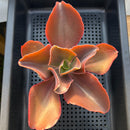Echeveria Frill sp. 4"-5" Large Succulent Plant