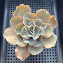 Echeveria 'Rapunzel' 3" Succulent Plant