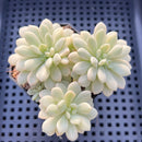 Echeveria sp. Variegated 2"-3" Succulent Plant