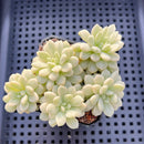 Echeveria sp. Variegated 2"-3" Succulent Plant