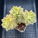 Sedeveria sp. Variegated 3"-4" Cluster Succulent Plant
