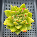 Echeveria Agavoides 'Wrinkle Maria' 3" Succulent Plant