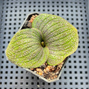 Massonia Pustulata' 2" Blooming Perennial Bulb Plant