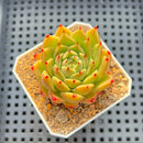 Echeveria 'Spicy' 2" Succulent Plant