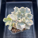 Echeveria Lilacina 'Crispate Beauty' Cluster 4" Succulent Plant