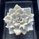 Echeveria Lilacina 'Crispate Beauty' 3"-4" Succulent Plant