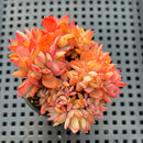 Echeveria 'Luella' Crested 2" (Small Leaf Form) Succulent Plant