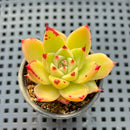 Echeveria Agavoides sp. 2" Succulent Plant