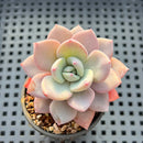 Pachyphytum 'Pink Frevel' 2" Succulent Plant
