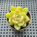 Echeveria sp. 2" Succulent Plant