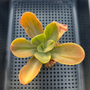 Echeveria 'Fimbriata' Variegated (AKA 'Fasciculata') 2"-3" Succulent Plant