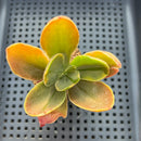 Echeveria 'Fimbriata' Variegated (AKA 'Fasciculata') 2"-3" Succulent Plant