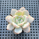 Echeveria 'Lehman' 1" Succulent Plant