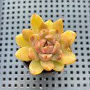 Echeveria 'Contrast' 2" Succulent Plant