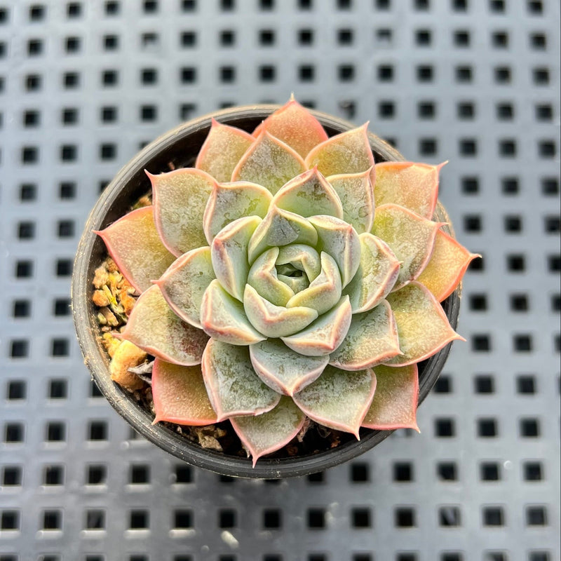water drop succulent Echeveria 'Water Drop' 2" Succulent Plant