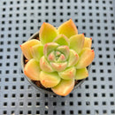 Echeveria 'Gold Quartz' 2" Succulent Plant