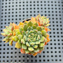 Echeveria 'Scorpio' Cluster (Setosa Hybrid) 2"-3" Succulent Plant