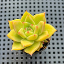 Echeveria Agavoides 'Adrian' 2" Hybrid Succulent Plant