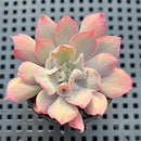 Echeveria 'Trumpet Pinky' 2" Succulent Plant