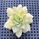 Echeveria 'Humilis' Variegated 2" Succulent Plant