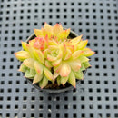 Echeveria 'Malgan' Cluster 2" Succulent Plant