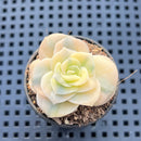 Graptoveria 'Lovely Rose' Variegated 2" Succulent Plant