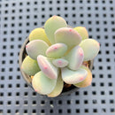 Pachyphytum 'Cinderella' 1"-2" Succulent Plant