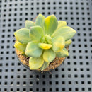 Pachyphytum 'Cute Finger' Variegated 1"-2" Succulent Plant