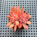 Echeveria 'Forte' 2" Succulent Plant