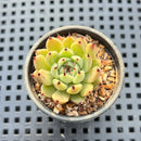 Echeveria 'Halloween' 1" Seed-Grown Hybrid Succulent Plant