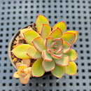 Echeveria 'Rika' 2" Succulent Plant