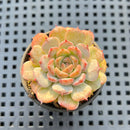 Echeveria 'Meteor' 2" Changhee Hybrid Succulent Plant