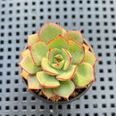Echeveria sp. 2" Succulent Plant