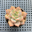 Echeveria sp. 2" Succulent Plant