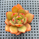 Echeveria 'Salu' 2" Succulent Plant