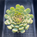 Echeveria 'Geumjak' 3"-4" Succulent Plant
