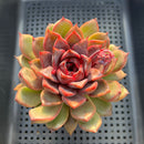 Echeveria sp. 3"-4" Succulent Plant
