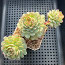 Echeveria 'Ravi Rose' ('Globulosa' Hybrid) Cluster 3"-4" Succulent Plant