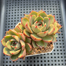 Echeveria Purpusorum Hybrid 3" Cluster Succulent Plant