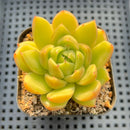 Echeveria 'Apple Lime' 2"-3" Succulent Plant