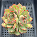 Echeveria 'Chubby Bunny' 4" Large Succulent Plant