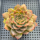 Echeveria sp. 3" Succulent Plant