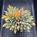 Echeveria 'Hamilton' 4" Large Cluster (Setosa Hybrid) Succulent Plant
