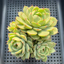 Echeveria 'Ben Badis' 3"-4" Cluster Succulent Plant